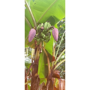 BIBIT PISANG AMBON KAPENDIS,1 POHON 2 TANDAN