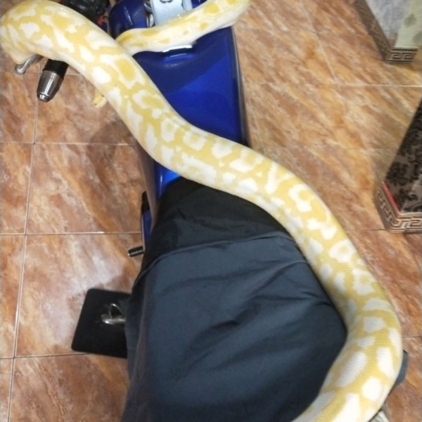 Jual tools molu Albino Female 26SZ2 Diskon