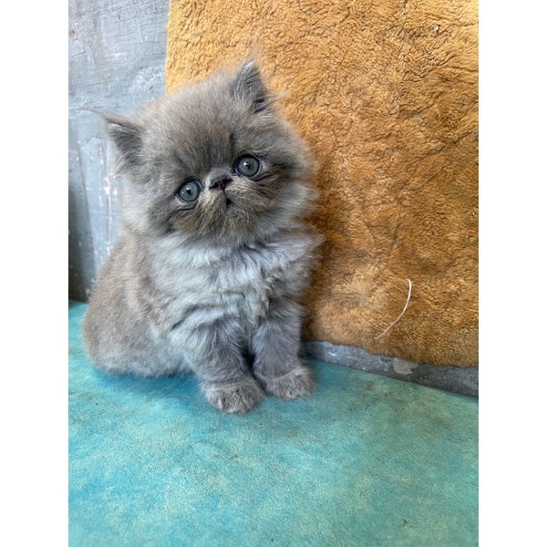 peaknose jantan exotic jantan exotic betina