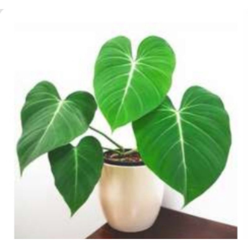 Tanaman hias Philodendron gloriosum ,  philodendron gloriosum
