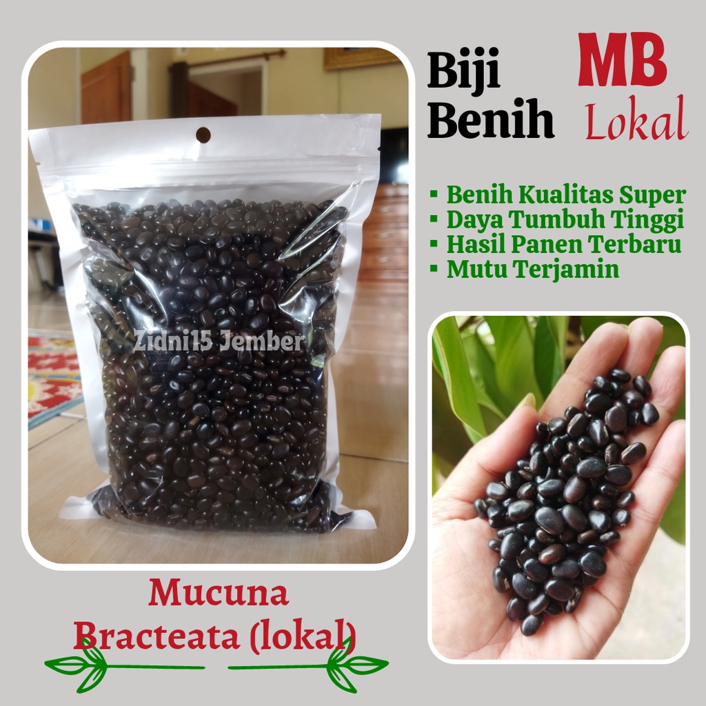 1KG Mucuna Bracteata Lokal MB LCC macona
