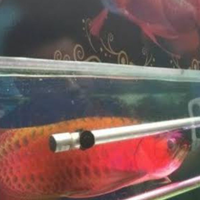 Lampu Niuniu Arowana lampu led lampu kontes 145cm