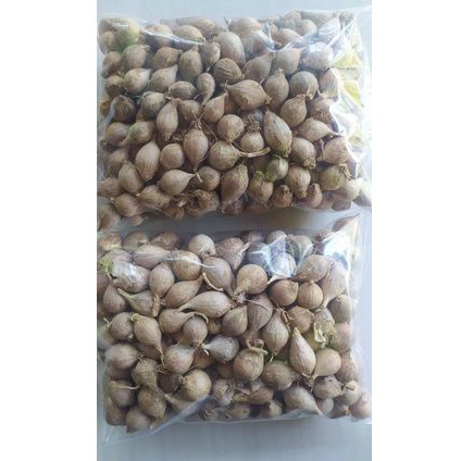 bawang lanang lokal 1kg