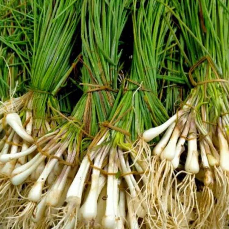 

CodeDd2D7--Bawang Batak/Hosaya/Lokio/Bawang Jambulan 250 gr