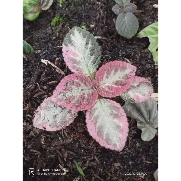 Episcia Cleopatra