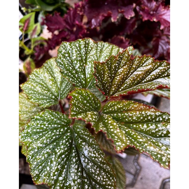 Tanaman Hias Begonia silver/bunga begonia silver