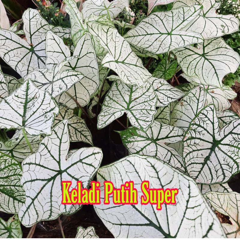 Tanaman Hias Keladi Putih/Keladi white christmas/Caladium white star Tissue/Keladi tisu