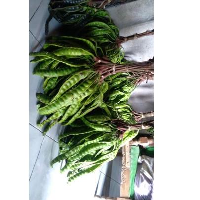 

[【Penjualan Terbaik】]PETE SEGER PETE SUPER/ PETE NOTA LIVE