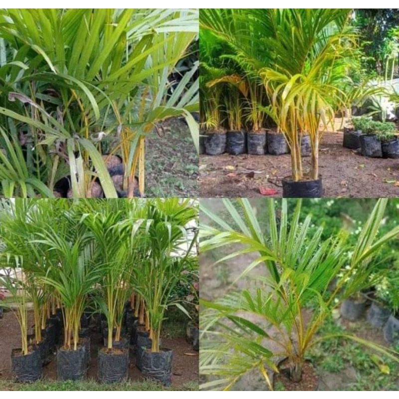 Pohon Palem Kuning Super Besar 1meter up