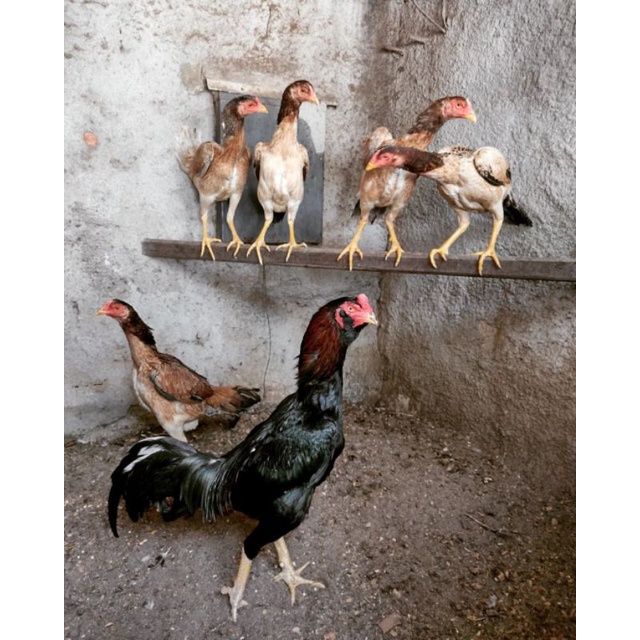 

JUAL TELUR AYAM BANGKOK PAKOY PERBUTIR