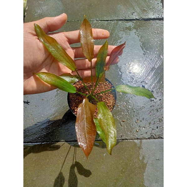 Echinodorus Reginensis