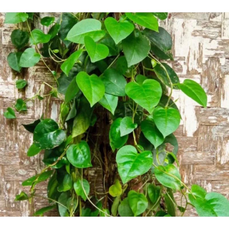 

Daun binahong segar (250gr)