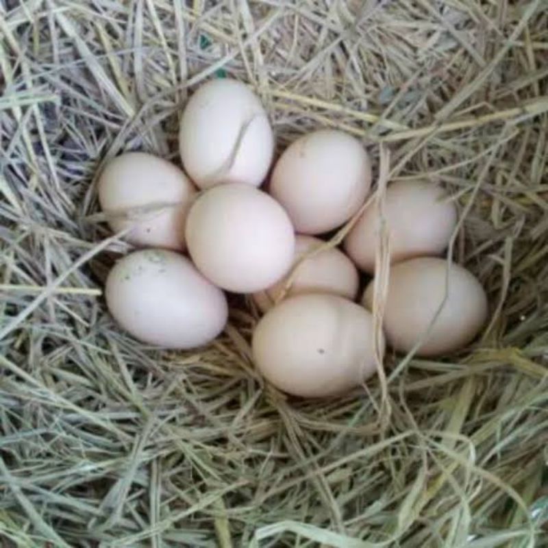 

JUAL TELUR AYAM BANGKOK SAMO PAEBUTIR