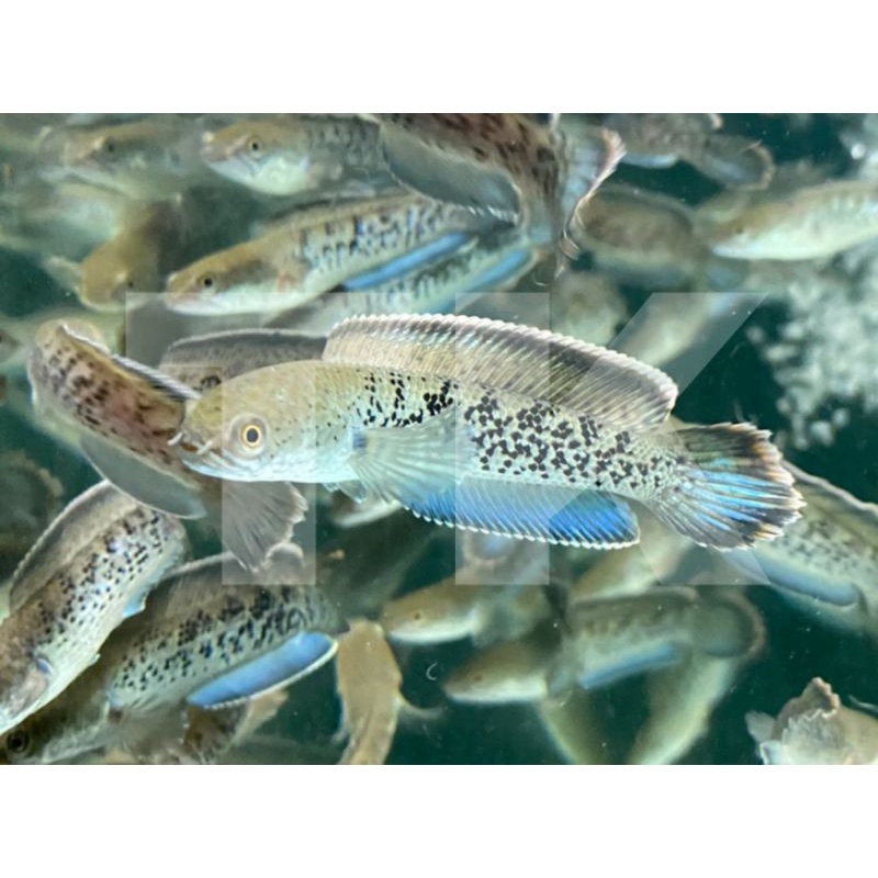 Cana Stewarti Great A+ full dot, Sortiran keras, (pelet) COD