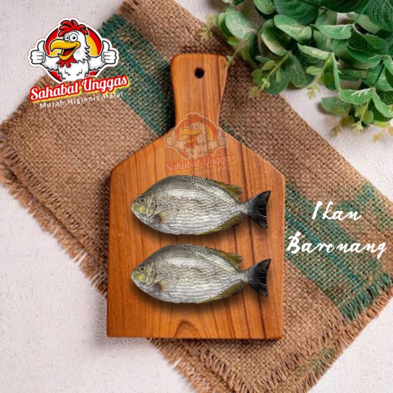 

Ikan Baronang 1kg