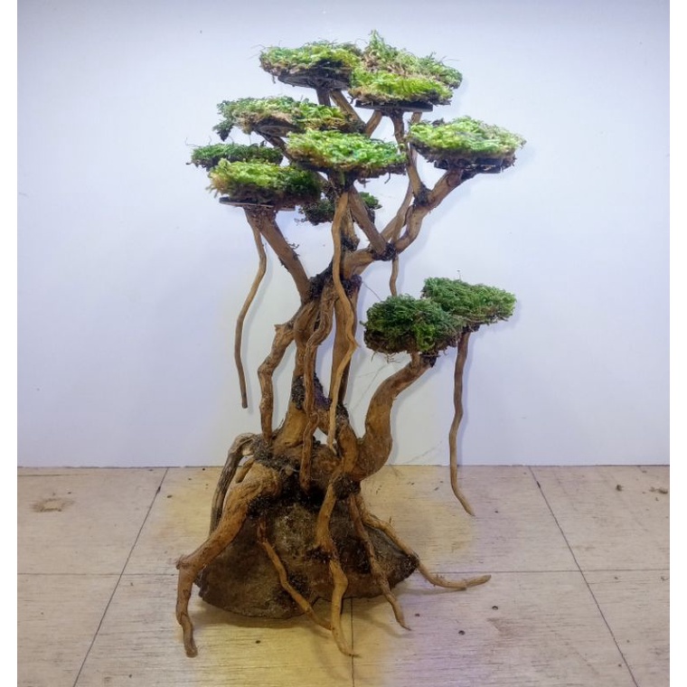 Bonsai Aquascape Akar Senggani dengan Moss Weeping Siap Pakai