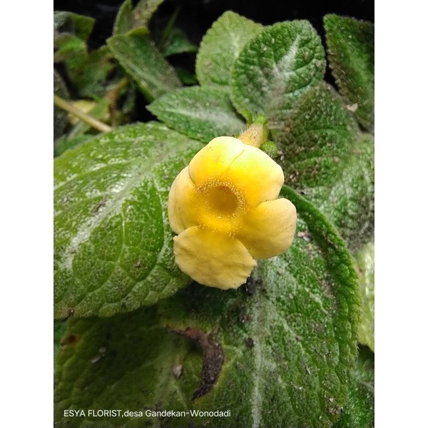 Episcia bunga kuning/Monet/bunga gantung