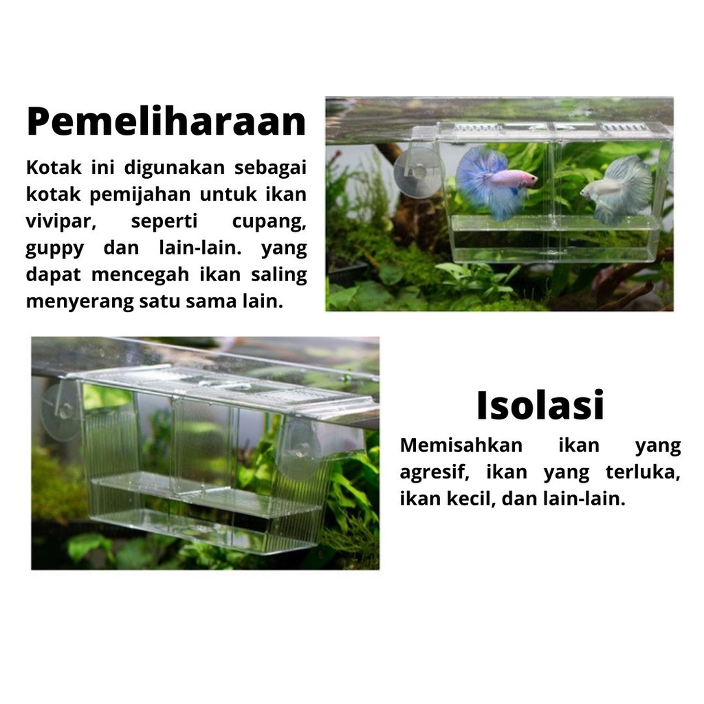 ORIGINAL Kotak Pemisah Karantina Ikan Cupang Guppy Molly Breeding Box