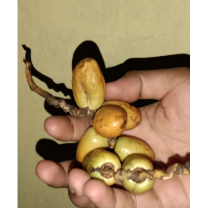 

kurma muda asli