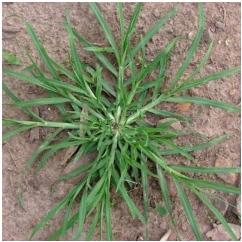 Daun jampang atau rumput belulang segar 500 gram