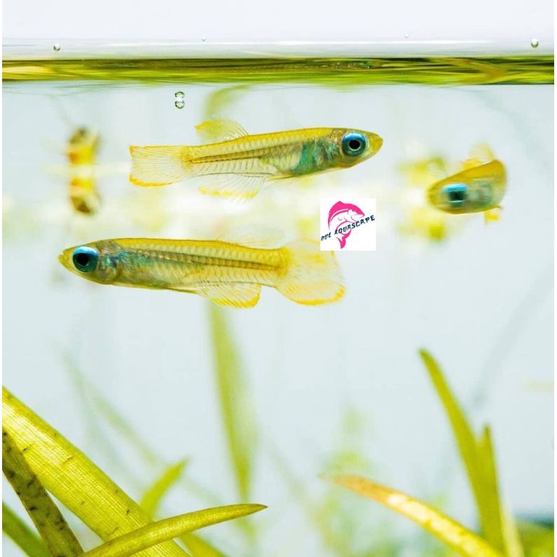ikan hias schooling pseudomugil blue eye aquacape