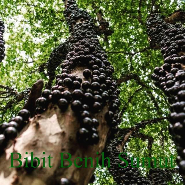 Bibit Tanaman Hidup Anggur Brazil Cutting (1 Stek Batang) Anggur Brazil Jaboticaba Bila ingin order 