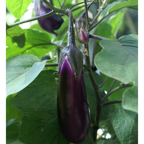 Bibit Sayur Terong - Solanum Melongena - Tanaman Sayur