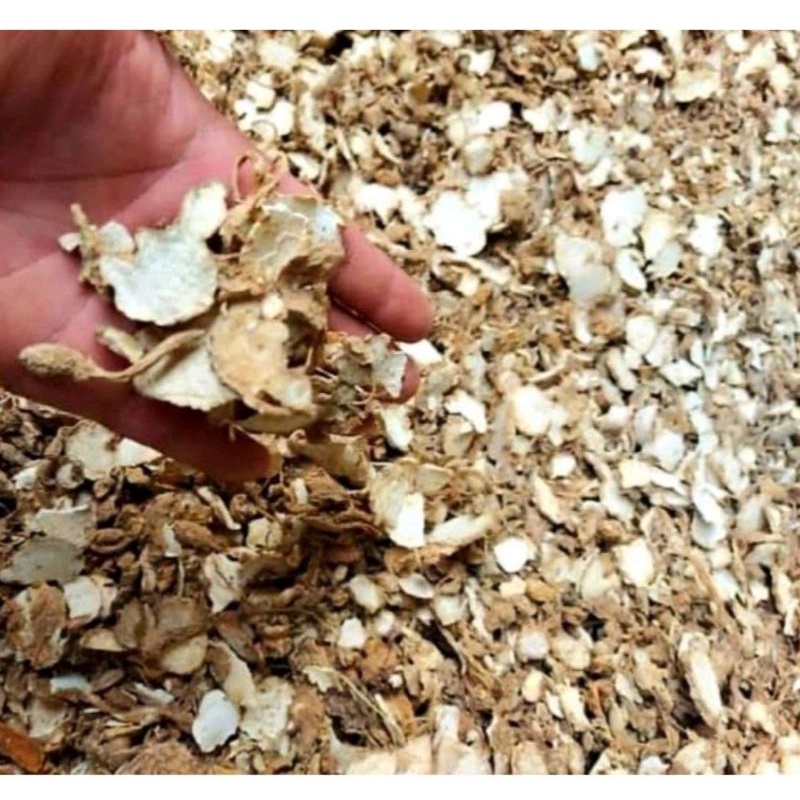 

JSR kunyit putih/kunci pepet kering 100gr