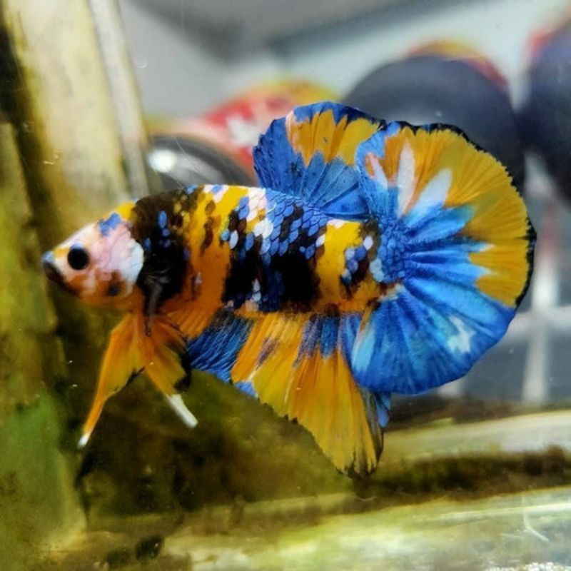 Cupang Yellow Koi Galaxy Kunthai Grade Quality 1Pasang