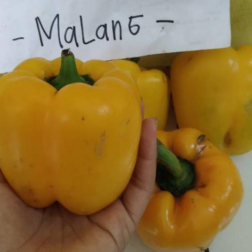 

11.11✔️Paprika Kuning 500 gram|RA5