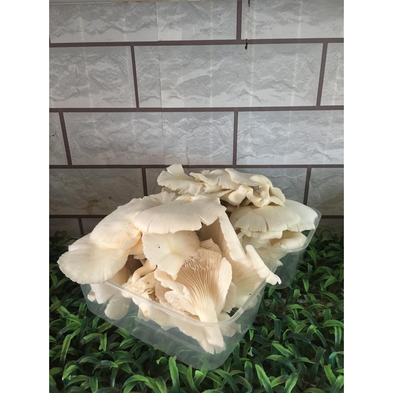 

Jamur Tiram -+200gram