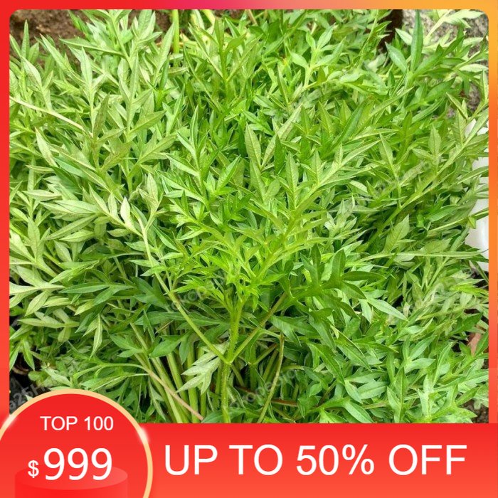 

Daun suring/daun kenikir buat sayur