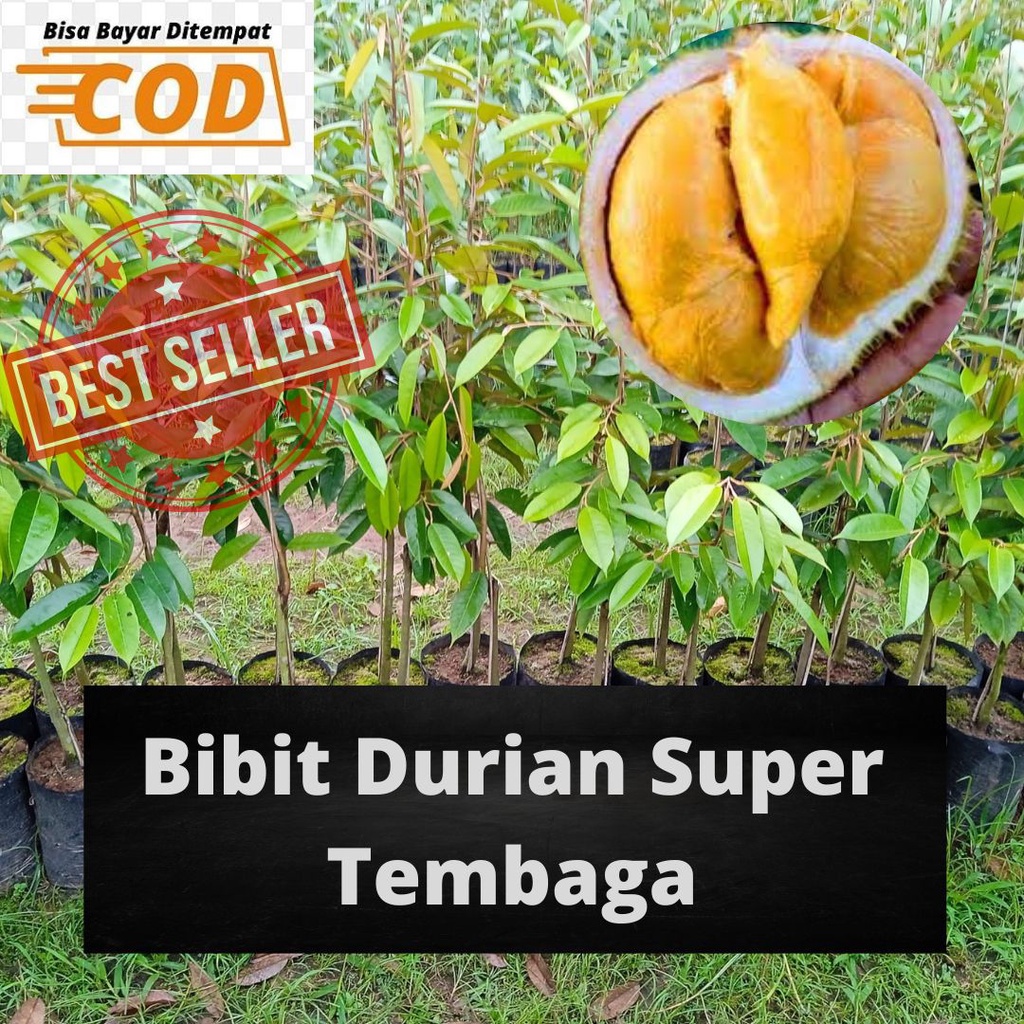 GROSIR Pohon Durian Super Tembaga / Bibit Durian Super Tembaga / Benih Durian Super Tembaga / Tanama