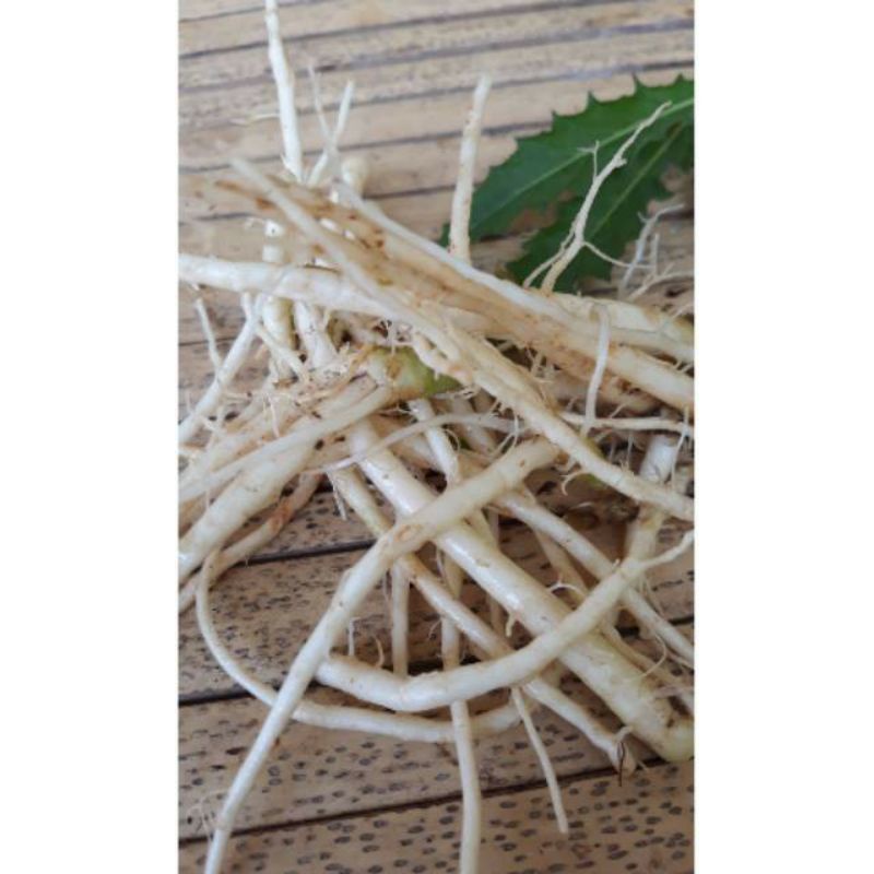 

herbal akar kitolod segar fresh 200gram