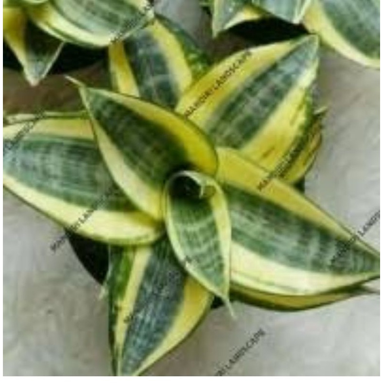 sansevieria pagoda