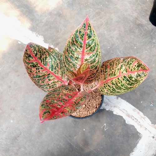 Aglonema Diana Dewasa Super / Aglo Diana Rimbun