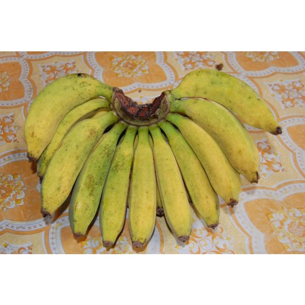

Buah Pisang Ambon Lumut Segar Manis Per Sisis