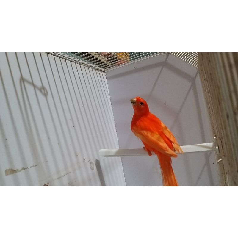 Kenari merah Lokal (merlok)