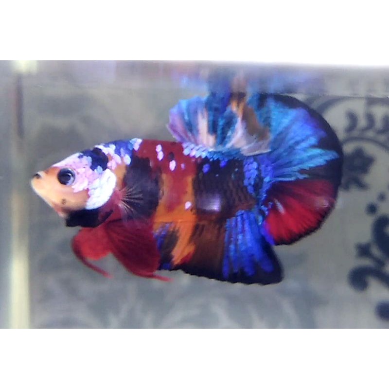 Yellow base multi colour masking top grade