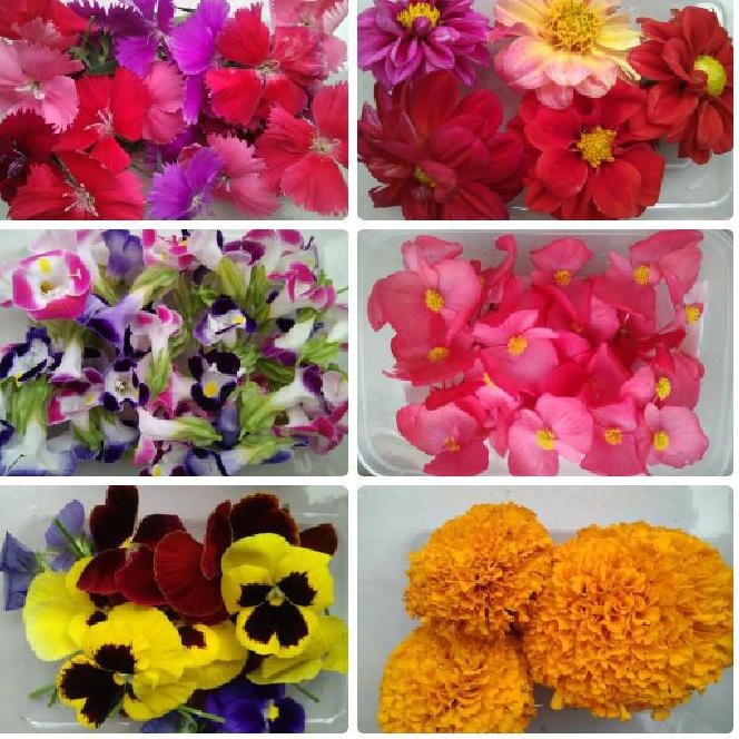

Terkini MURAH MERIAH MIX EDIBLE FLOWER - 24PCS 55
