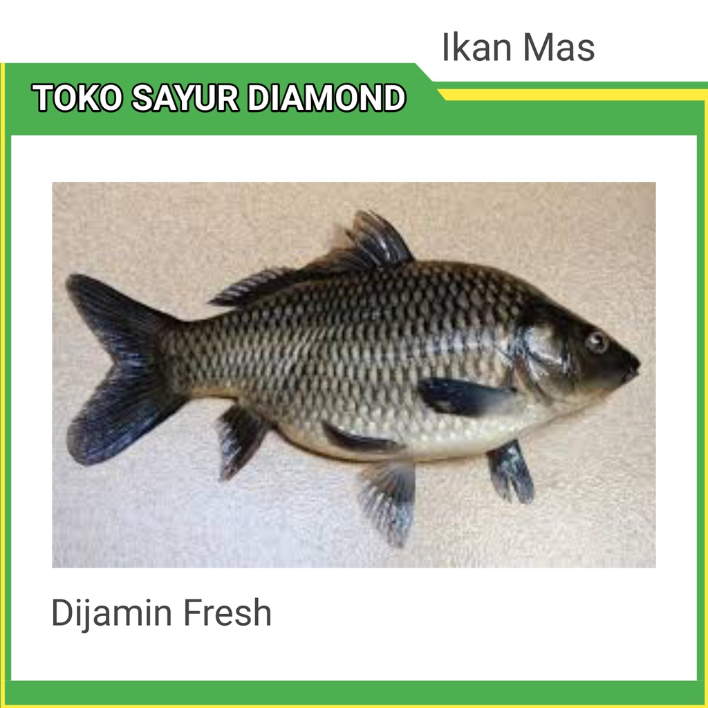 

Ikan Mas Fresh - Diamond Palembang