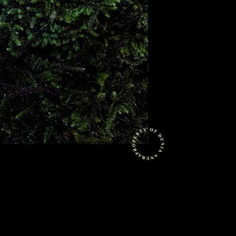 Forrest Moss Java (Darat) - S