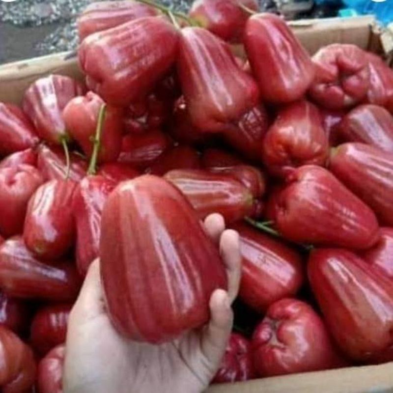 

Jambu Citra