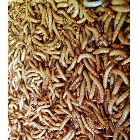 ULAT HONGKONG HIDUP 100 GR || ULAT HIDUP || MEALWORM