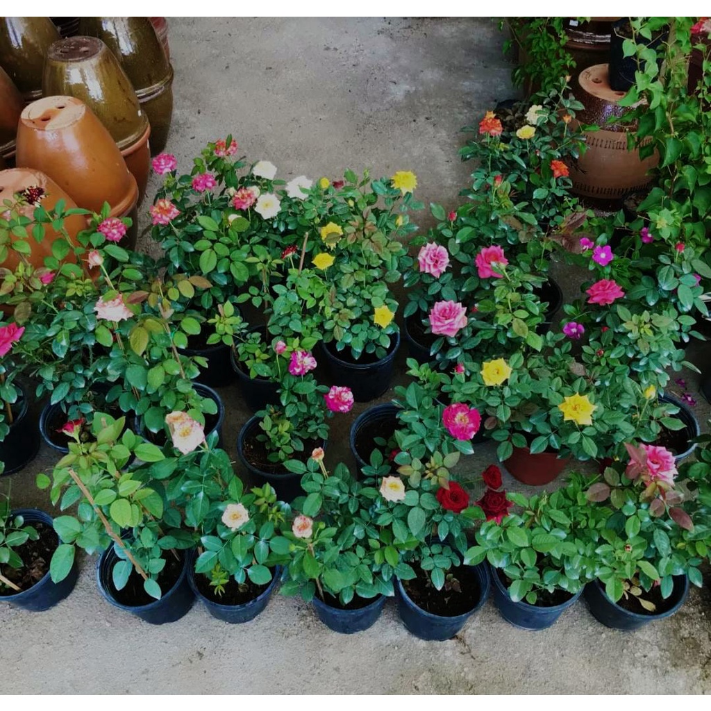 5 POT TANAMAN HIAS BUNGA MAWAR SIAP TANAM WARNA RANDOM {ACAK} COD BISA BAYAR DI TEMPAT