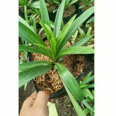 [SLY.18Oc22ᵀ] bibit bunga lily casablanca