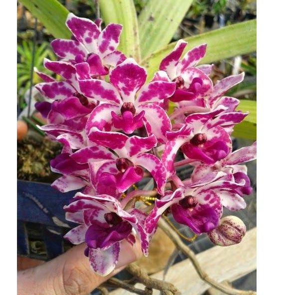 Anggrek rhynchostylis retusa dewasa ( pink putih ) {KBM.18Oc22н}
