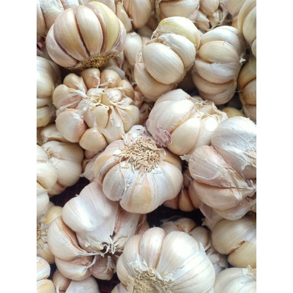 

Bawang Putih