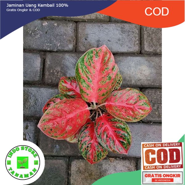 aglonema Wulandari anakan baby alam taman indah (COD)