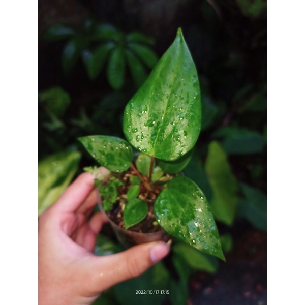 Anthurium bunga bangkok small